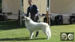 Chien de Montagne des Pyrénées - Louksor de Alba de Los Danzantes