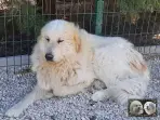 Chien de Montagne des Pyrénées - Louksor de Alba de Los Danzantes