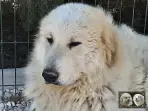 Chien de Montagne des Pyrénées - Louksor de Alba de Los Danzantes