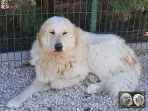 Chien de Montagne des Pyrénées - Louksor de Alba de Los Danzantes