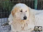 Chien de Montagne des Pyrénées - Louksor de Alba de Los Danzantes