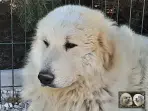 Chien de Montagne des Pyrénées - Louksor de Alba de Los Danzantes