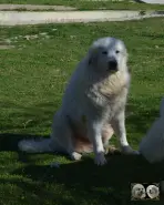 Maverick avec un autre chien