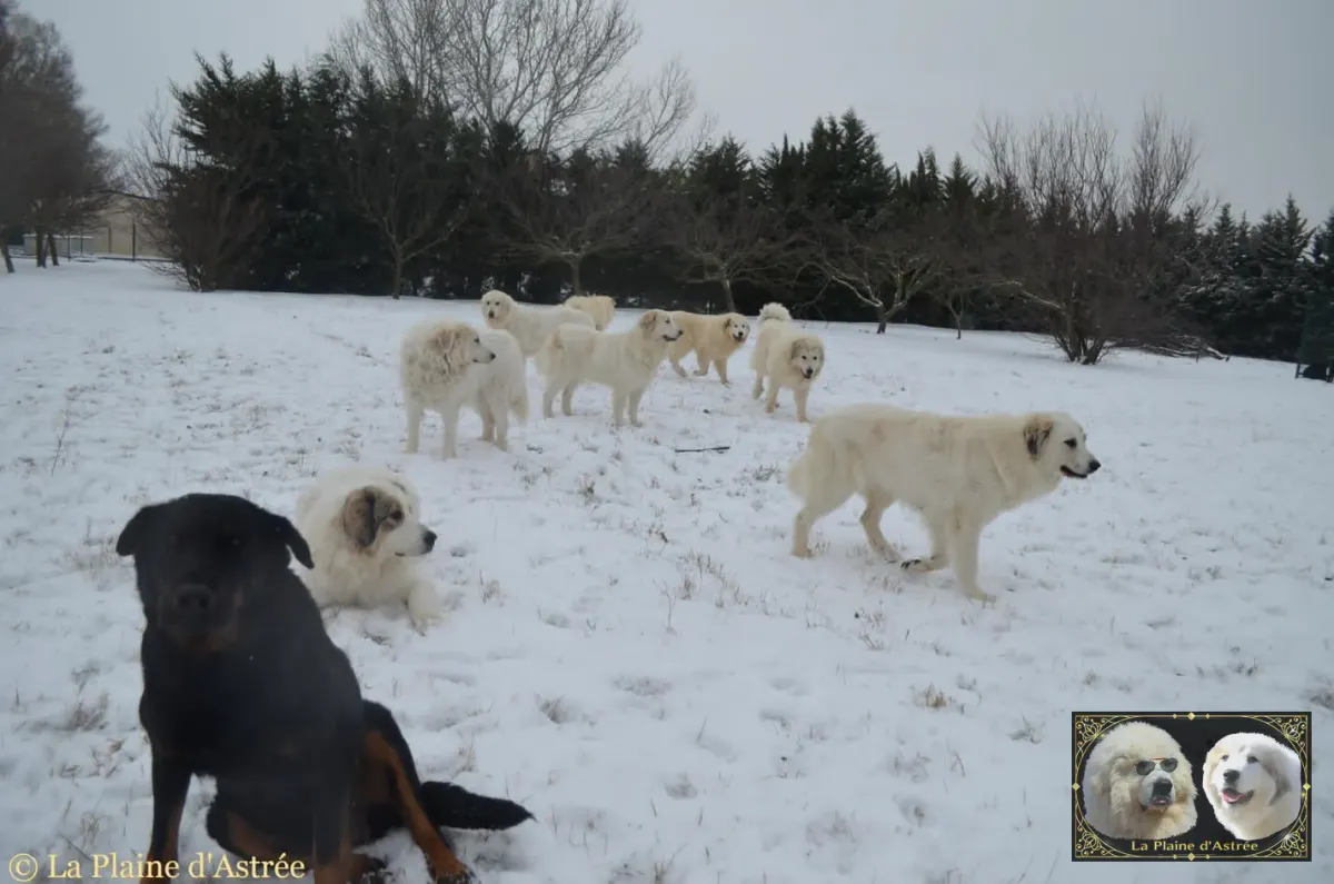 Chiens de Montagne des Pyrénées de la Plaine d’Astrée dans la neige
