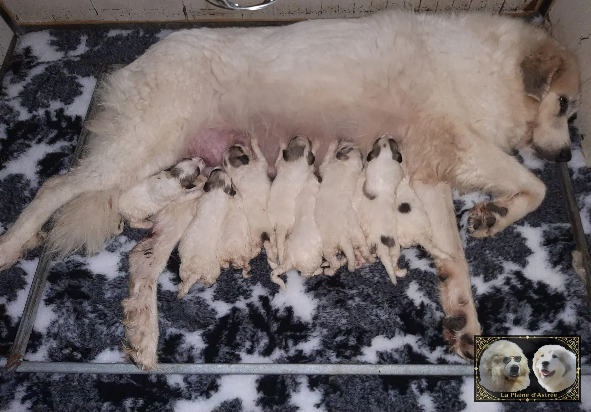 Ourasie entourée de ses chiots à la Plaine d’Astrée