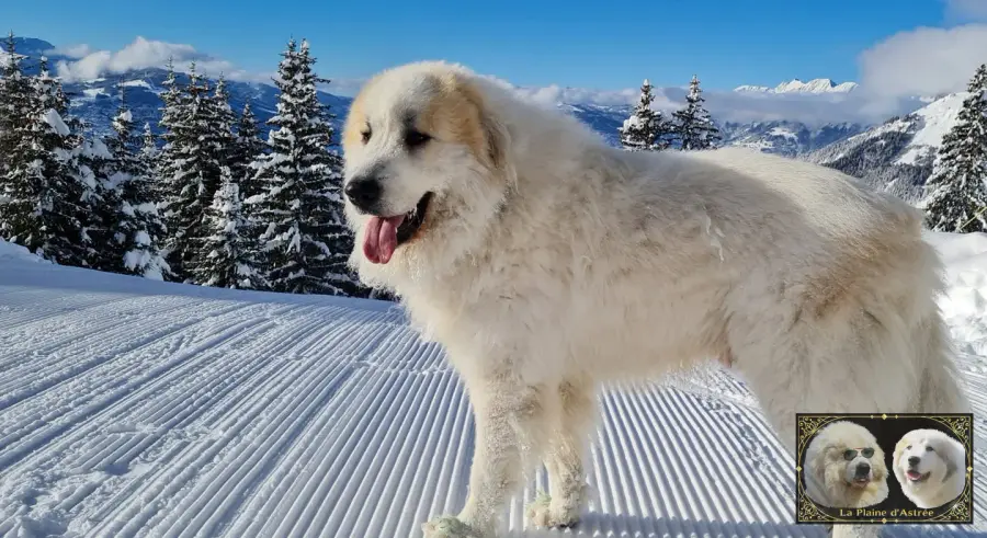 Chien de Montagne des Pyrénées dans un paysage enneigé