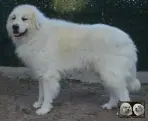 Top Gun de la Plaine d'Astrée Chien de Montagne des Pyrénées