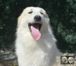 Val Fier de la Plaine d'Astrée Chien de Montagne des Pyrénées