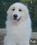 Top Gun de la Plaine d'Astrée Chien de Montagne des Pyrénées