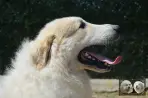 Patou a vendre - Val'mont blanc de la plaine d'astrée