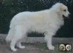 Top Gun de la Plaine d'Astrée Chien de Montagne des Pyrénées