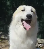 Val Fier de la Plaine d'Astrée Chien de Montagne des Pyrénées