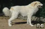 Val Fier de la Plaine d'Astrée Chien de Montagne des Pyrénées