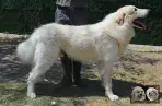 Patou a vendre - Val'mont blanc de la plaine d'astrée
