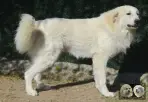 Val Fier de la Plaine d'Astrée Chien de Montagne des Pyrénées