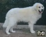 Top Gun de la Plaine d'Astrée Chien de Montagne des Pyrénées