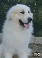 Top Gun de la Plaine d'Astrée Chien de Montagne des Pyrénées
