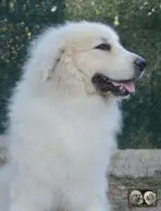 Top Gun de la Plaine d'Astrée Chien de Montagne des Pyrénées