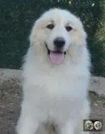 Top Gun de la Plaine d'Astrée Chien de Montagne des Pyrénées