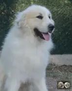 Top Gun de la Plaine d'Astrée Chien de Montagne des Pyrénées