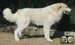 Val Fier de la Plaine d'Astrée Chien de Montagne des Pyrénées