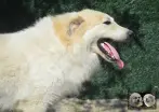 Val Fier de la Plaine d'Astrée Chien de Montagne des Pyrénées
