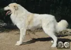 Val Fier de la Plaine d'Astrée Chien de Montagne des Pyrénées