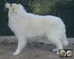 Top Gun de la Plaine d'Astrée Chien de Montagne des Pyrénées