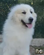 Top Gun de la Plaine d'Astrée Chien de Montagne des Pyrénées