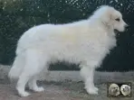 Top Gun de la Plaine d'Astrée Chien de Montagne des Pyrénées