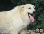 Val Fier de la Plaine d'Astrée Chien de Montagne des Pyrénées