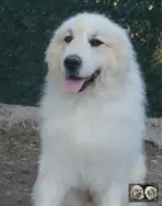 Top Gun de la Plaine d'Astrée Chien de Montagne des Pyrénées