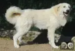 Val Fier de la Plaine d'Astrée Chien de Montagne des Pyrénées