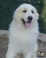 Top Gun de la Plaine d'Astrée Chien de Montagne des Pyrénées