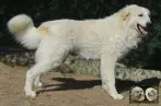 Val Fier de la Plaine d'Astrée Chien de Montagne des Pyrénées