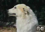 Val Fier de la Plaine d'Astrée Chien de Montagne des Pyrénées