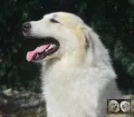 Val Fier de la Plaine d'Astrée Chien de Montagne des Pyrénées