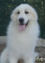 Top Gun de la Plaine d'Astrée Chien de Montagne des Pyrénées