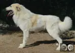 Val Fier de la Plaine d'Astrée Chien de Montagne des Pyrénées