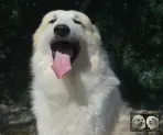 Val Fier de la Plaine d'Astrée Chien de Montagne des Pyrénées