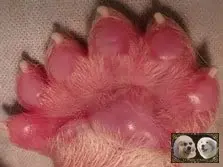 Patte exceptionnelle de chiot Montagne des Pyrénées de la Plaine d'Astrée