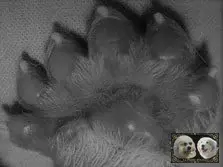 Patte exceptionnelle de chiot Montagne des Pyrénées de la Plaine d'Astrée