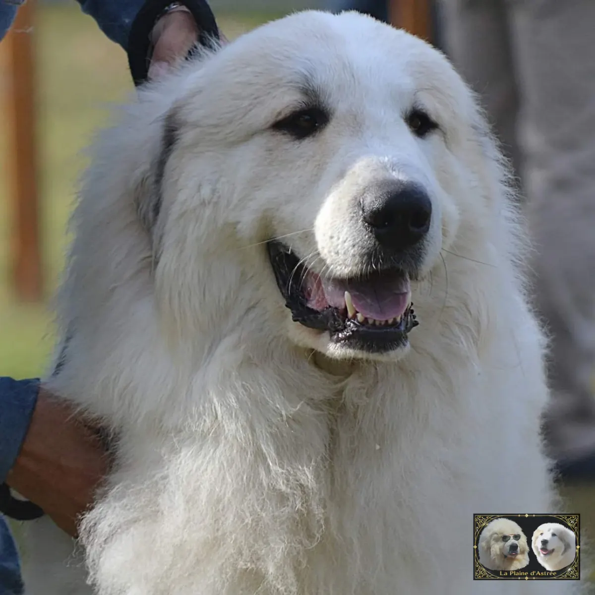 Ree-Hyo, Chien de Montagne des Pyrénées de la Plaine d’Astrée, en exposition