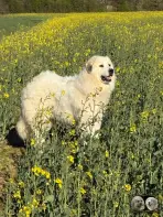 Chien Patou Solarys de la Plaine d'Astrée