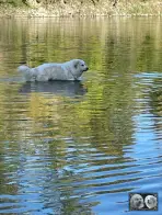 Chien Patou Solarys de la Plaine d'Astrée
