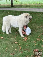 Chien Patou Solarys de la Plaine d'Astrée