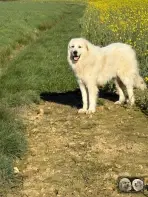 Chien Patou Solarys de la Plaine d'Astrée