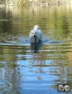 Chien Patou Solarys de la Plaine d'Astrée