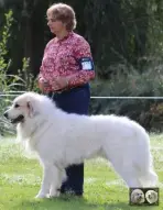 Chien de Montagne des Pyrénées male Top Gun de la Plaine d'Astrée