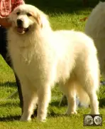 Chien de Montagne des Pyrénées male Top Gun de la Plaine d'Astrée